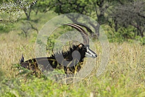 Sable antelope on the grass looking at camera
