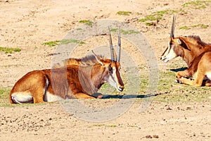 Sable Antelope Group