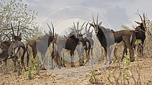 Sable antelope herd in Chobe National Park