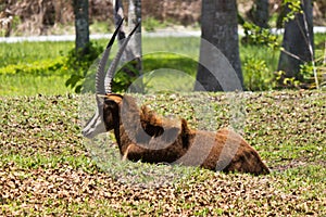 Sable Antelope - Hippotragus niger