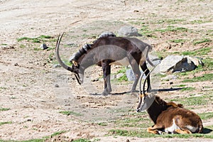 Sable antelope - hippotragus niger