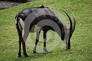 Sable antelope (Hippotragus niger)