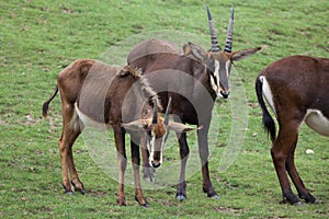 Sable antelope Hippotragus niger