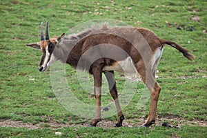 Sable antelope Hippotragus niger photo