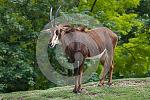 Sable antelope Hippotragus niger photo