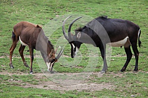 Sable antelope Hippotragus niger