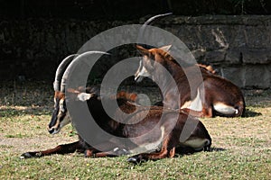 Sable antelope (Hippotragus niger), also known as the black ante