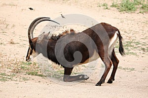 Sable antelope (Hippotragus niger), also known as the black ante