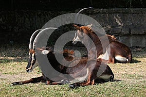 Sable antelope (Hippotragus niger), also known as the black ante photo
