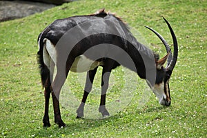 Sable antelope (Hippotragus niger) photo