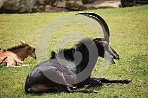 Sable antelope (Hippotragus niger) photo