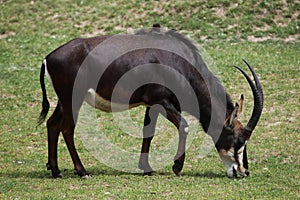 Sable antelope (Hippotragus niger) photo