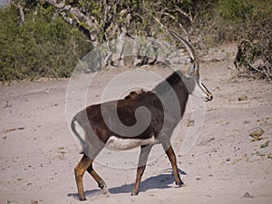 Sable antelope