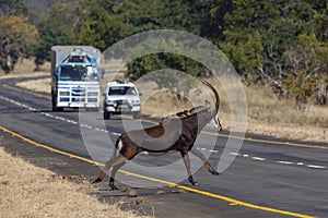 Sable Antelope Hippotragus niger crossing a road photo