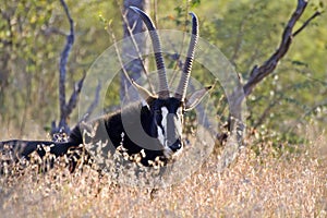 Sable antelope (Hippotragus niger) photo