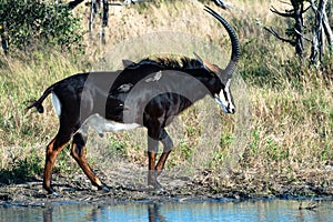 Sable antelope  - Hippotragus niger - and maggot hacking starling live in perfect symbiosis as the birds examine fur for parasites