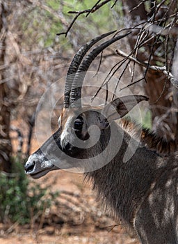 Sable antelope, Hippotragus niger, with magnificent horns, Namibia Kopie