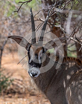 Sable antelope, Hippotragus niger, with magnificent horns, Namibia Kopie