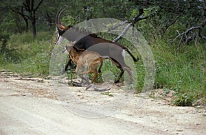 Sable Antelope, hippotragus niger, Mother with Calf crossing Trail, South Africa