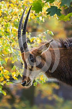 Sable Antelope - Hippotragus niger, portrait of beautiful large antelope from African savannas and bushes photo