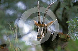 Sable Antelope, hippotragus niger, Portrait of Female, South Africa