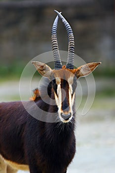 The sable antelope Hippotragus niger , portrait with green background. Rare antelope portrait