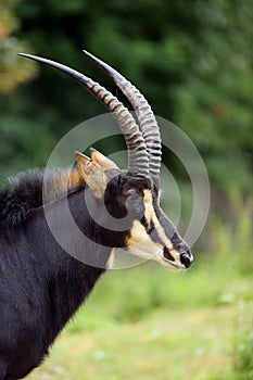 The sable antelope Hippotragus niger , portrait with green background. Rare antelope portrait