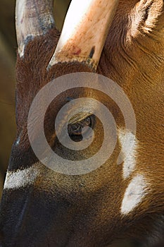 Sable Antelope (Hippotragus niger roosevelti )