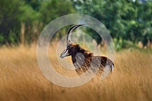 Sable antelope, Hippotragus niger, savanna antelope found in Botswana in Africa. Detail portrait of antelope, head with big ears