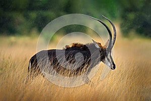 Sable antelope, Hippotragus niger, savanna antelope found in Botswana in Africa. Detail portrait of antelope, head with big ears