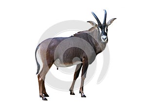 sable antelope isolated on white background