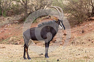 Sable antelope Kruger national Park