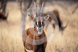Sable antelope at kruger national park