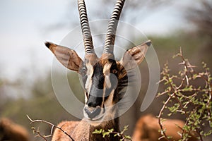 Sable antelope at kruger national park