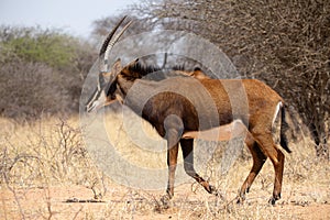 Sable antelope at kruger national park