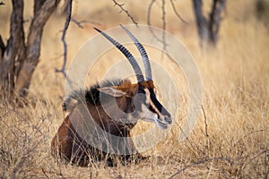 Sable antelope at kruger national park