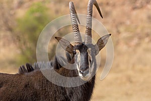 Sable antelope kruger national park South Africa