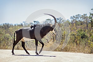 Sable antelope in Kruger National park, South Africa