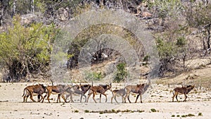Sable antelope in Kruger National park, South Africa