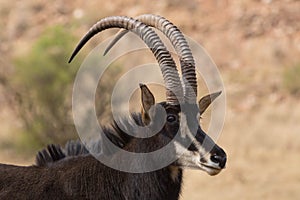 Sable antelope kruger national park South Africa