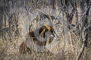 Sable antelope in Kruger National park, South Africa