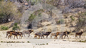 Sable antelope in Kruger National park, South Africa