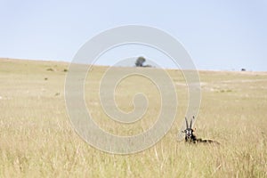 Sable Antelope Landscape