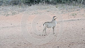 Sable Antelope is moving with caution through savannah