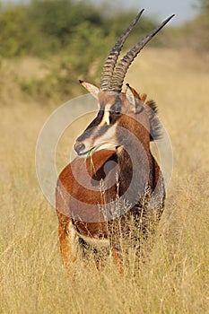 A sable antelope in natural habitat, South Africa