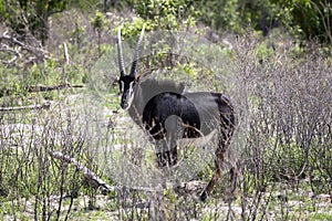 Sable Antelope with Oxpeckers in Botswana, Africa