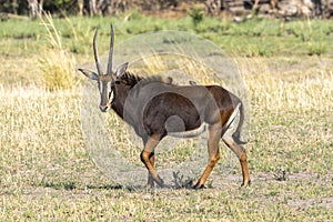 Sable Antelope with Oxpeckers in Botswana, Africa