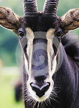 Sable antelope portrait photo