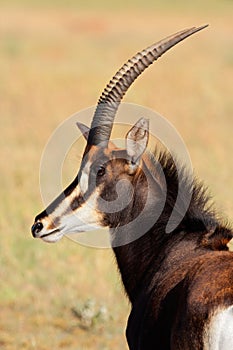 Sable antelope portrait photo