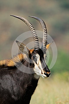 Sable antelope portrait photo